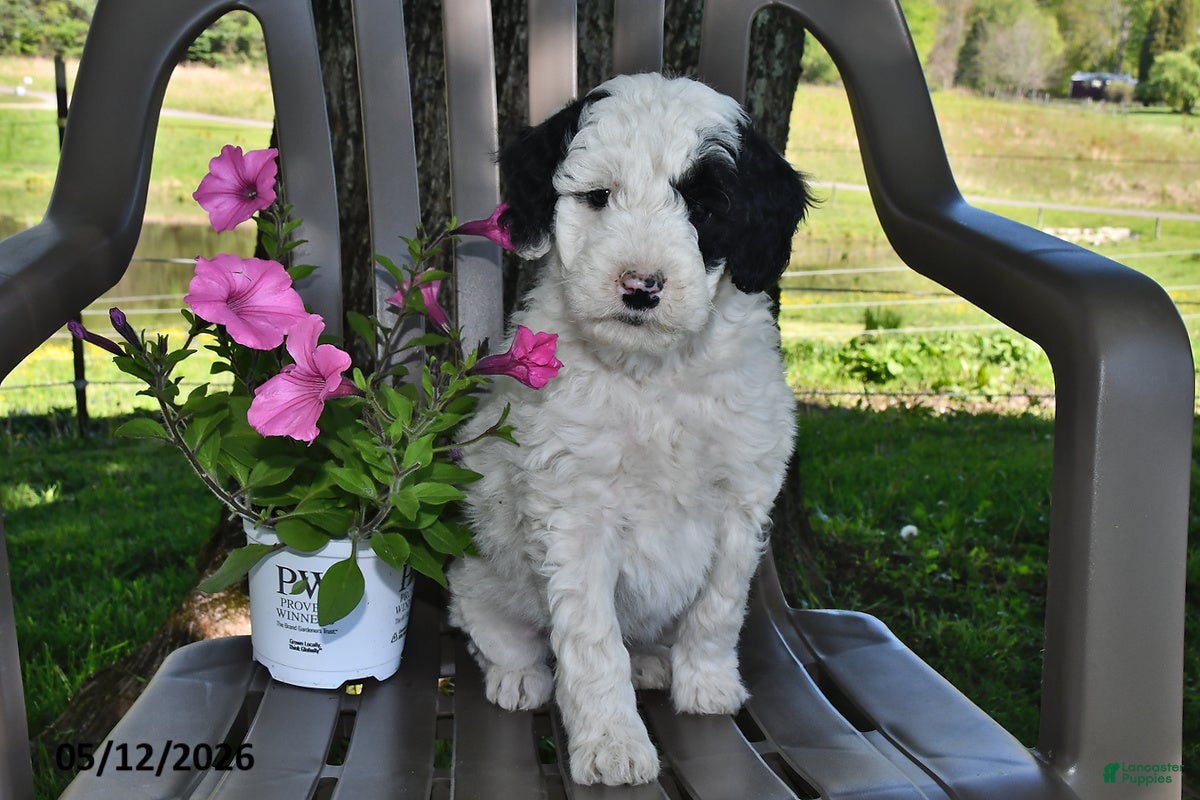 Goldendoodle dogs Charlie - Ad 2