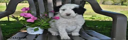 Goldendoodle dogs for sale: Charlie - Ad 2