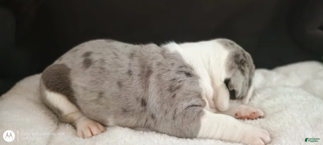 Olde English Bulldogge dogs for sale: Olde English Bulldogge Magnus - Ad 3