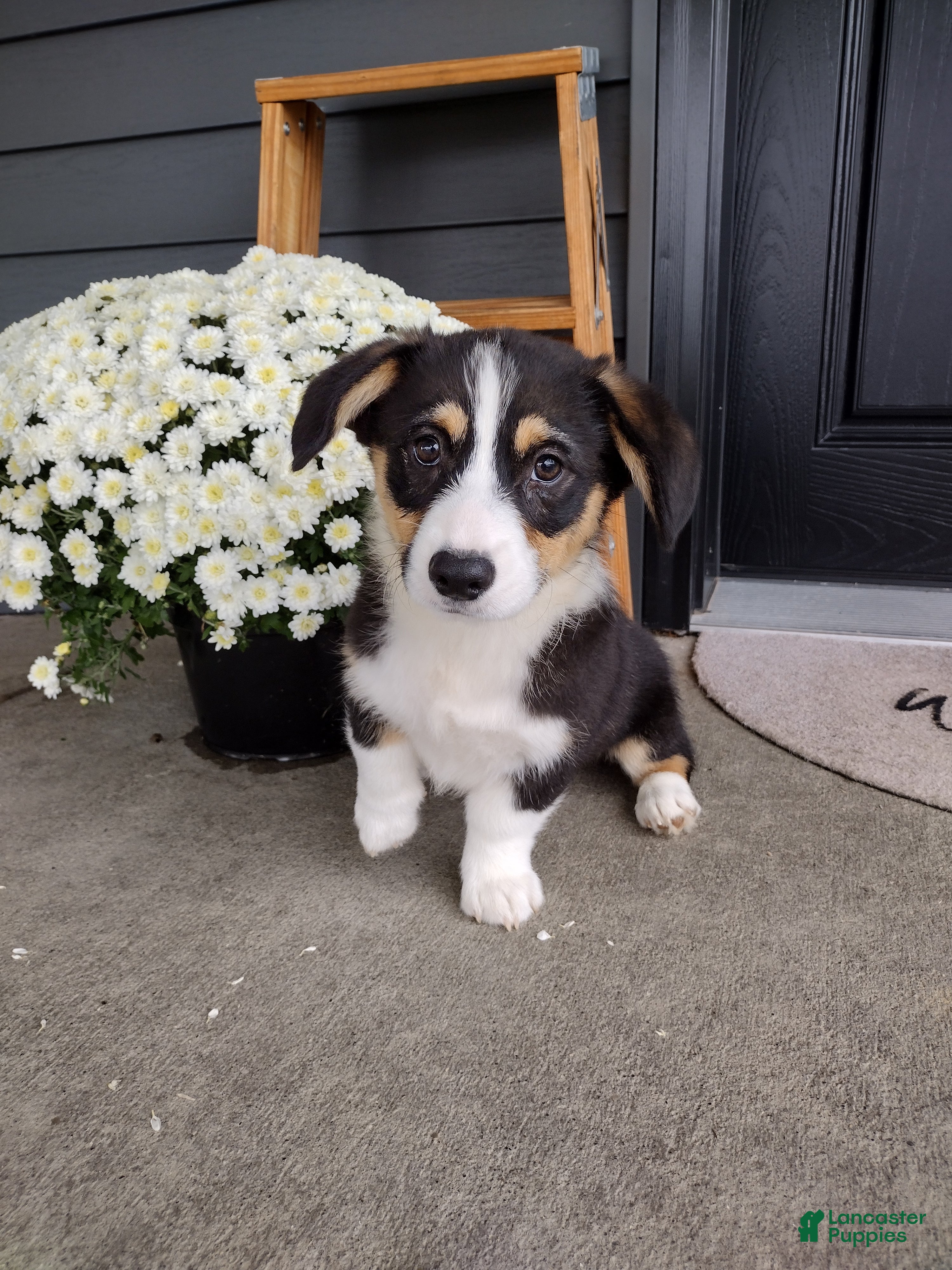 Welsh Corgi Pembroke dogs Milo (AKC) - Ad 1