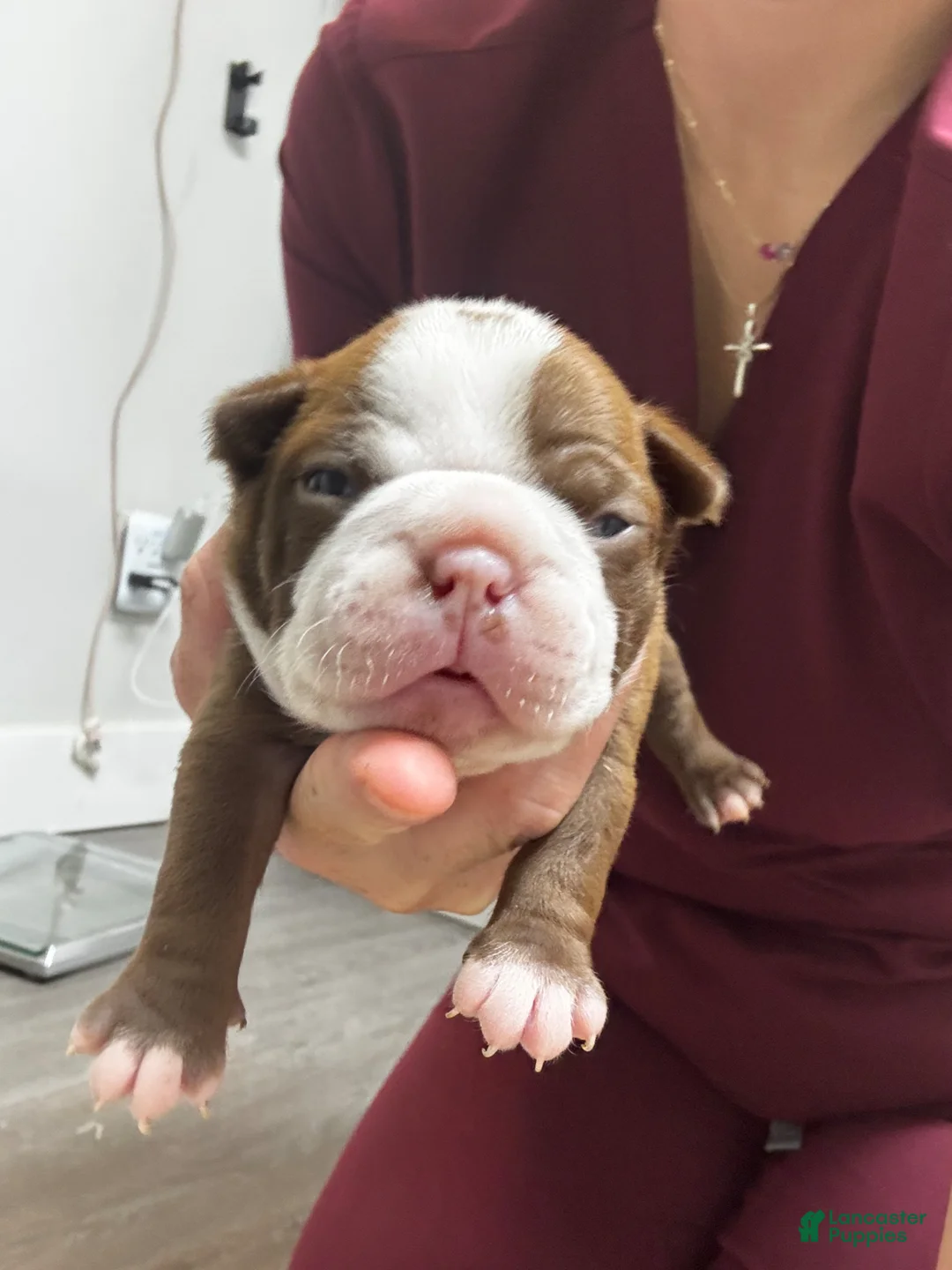 Boston Terrier dogs for sale: Boston Terrier Puppy 4 - Ad 1