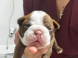 Boston Terrier dogs Boston Terrier Puppy 4 - Ad 3