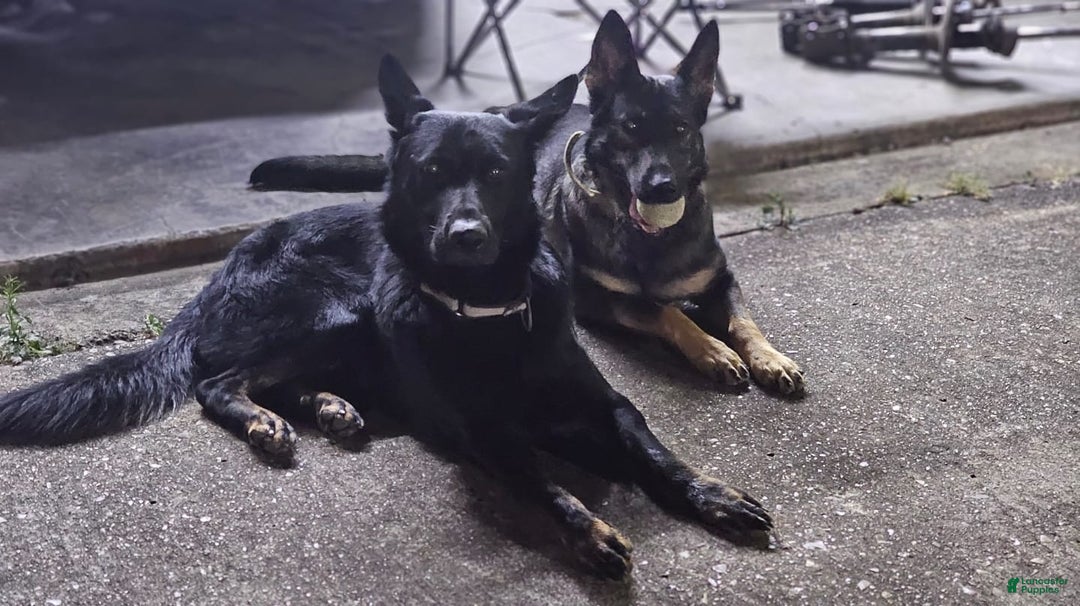 German Shepherd dogs for sale: German Shepherd Puppy 1 - Ad 7