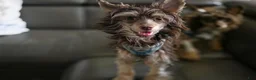 Chinese Crested dogs for sale: Chinese Crested Puppy 2 - Ad 2
