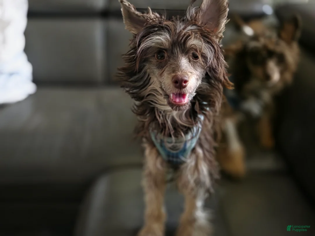 Chinese Crested dogs for sale: Chinese Crested Puppy 2 - Ad 2