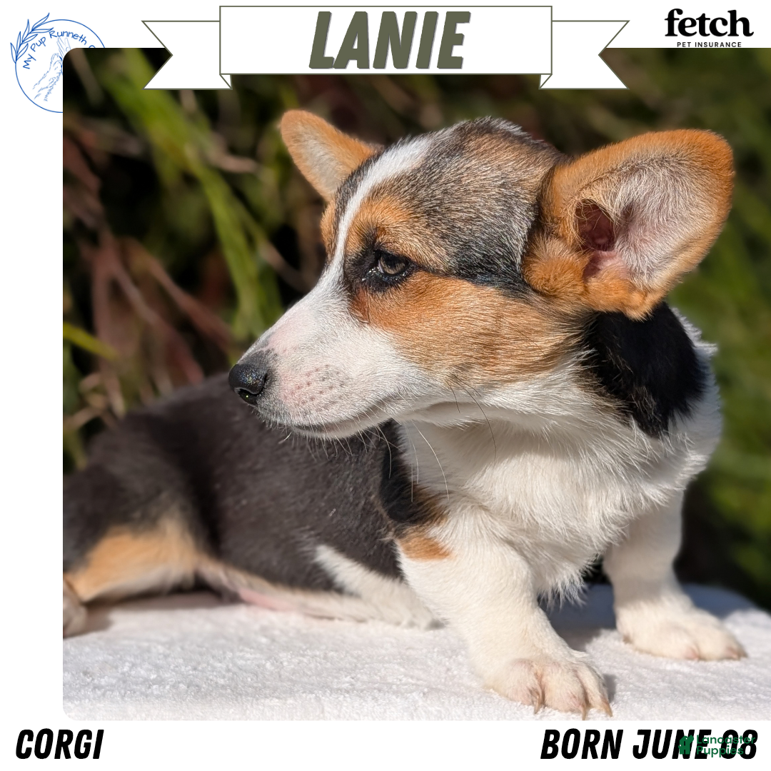 Welsh Corgi Pembroke dogs Lanie - Ad 1