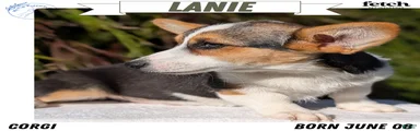 Lanie