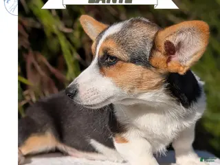 Welsh Corgi Pembroke dogs Lanie - Ad 1