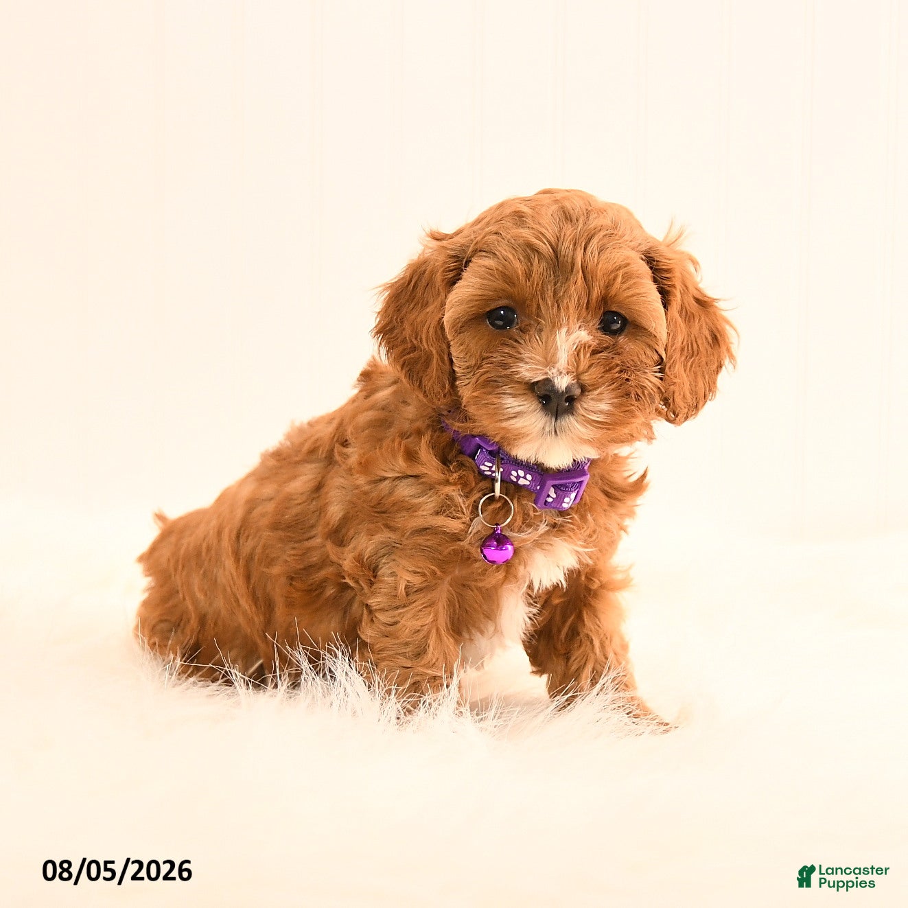 Cavapoo dogs Indie - Ad 1