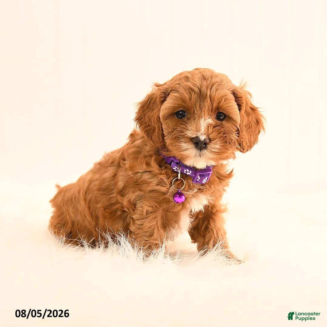 Cavapoo dogs for sale: Indie - Ad 1