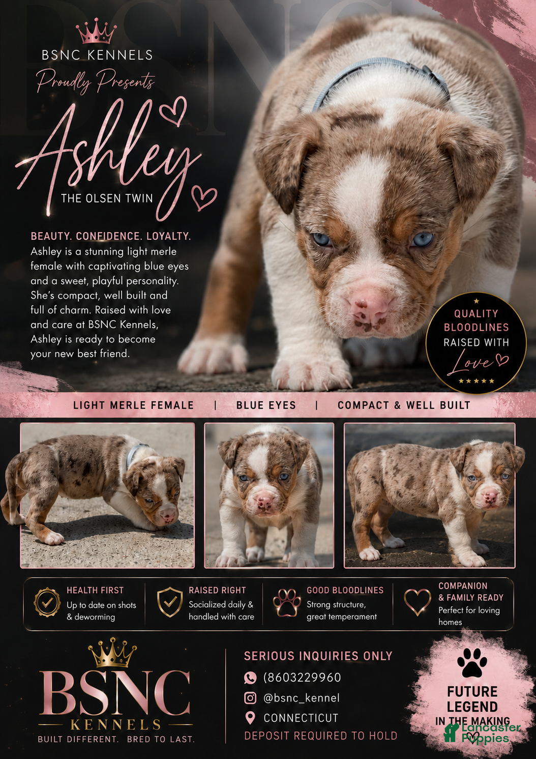American Bully dogs The Olsen twins / Ashley - Ad 1