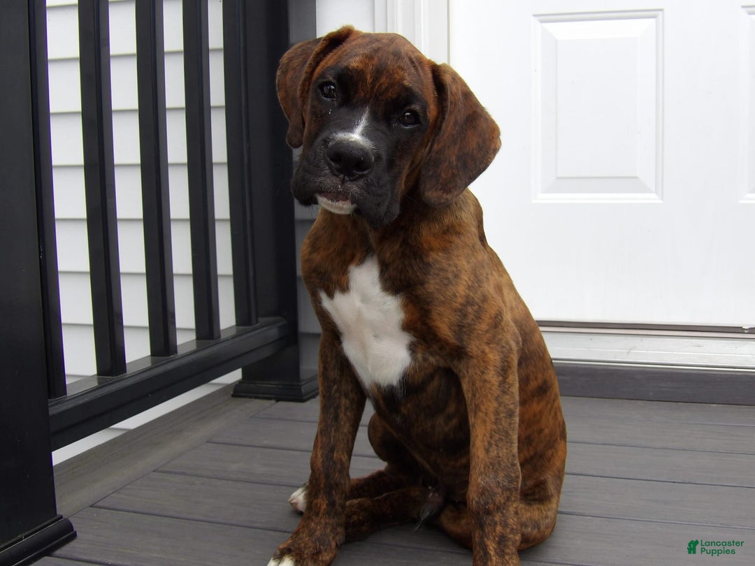 Gallery Image {{count}}