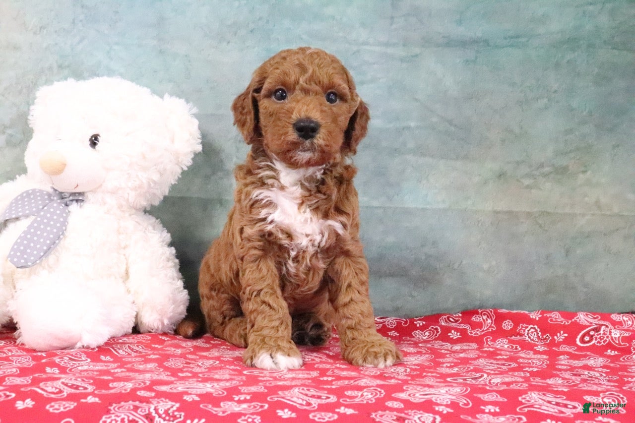 Mini Goldendoodle dogs Dash - Ad 1