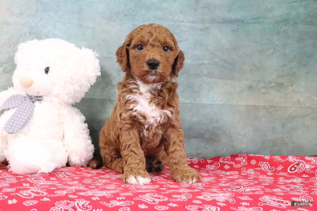 Mini Goldendoodle dogs for sale: Dash - Ad 1