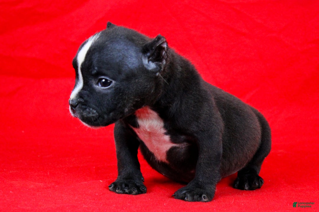 American Bully dogs for sale: Black/White Female - Ad 6