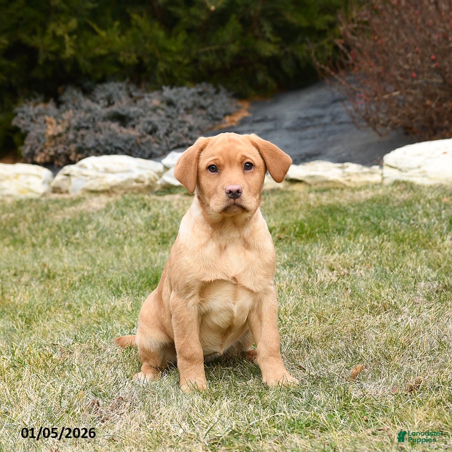 Labrador Retriever dogs Roxy - Ad 36