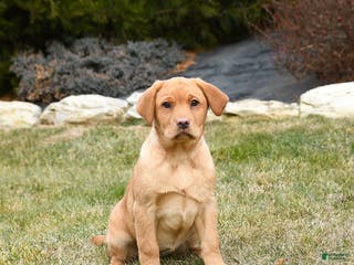Labrador Retriever dogs Roxy - Ad 36