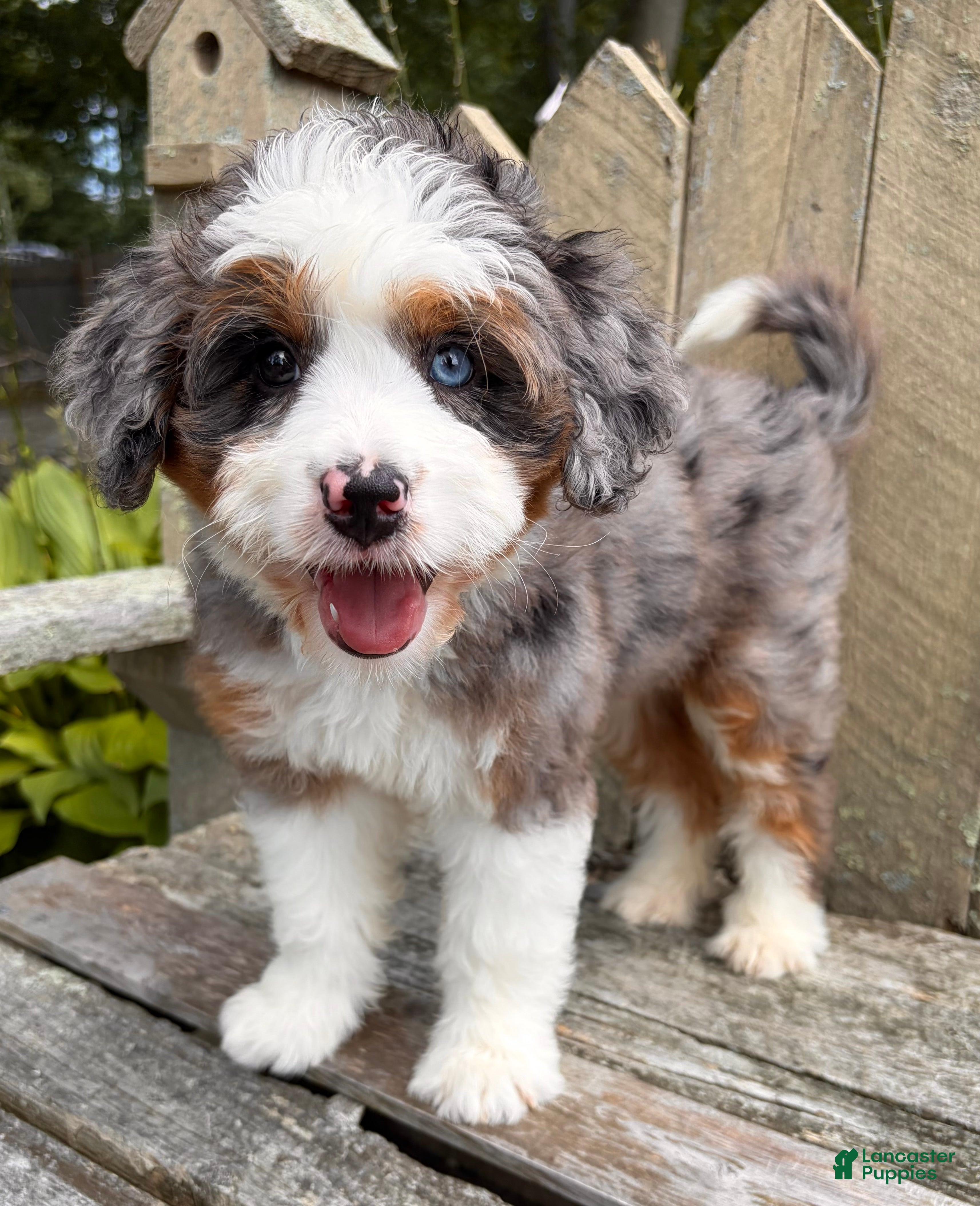 Mini Bernedoodle dogs 💜IN BOSTON MASSACHUSETTS AREA💜ONE BLUE EYE💜MINI BERNEDOODLE GIRL💜 - Ad 1