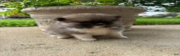 Pomeranian dogs for sale: Colton - Ad 13