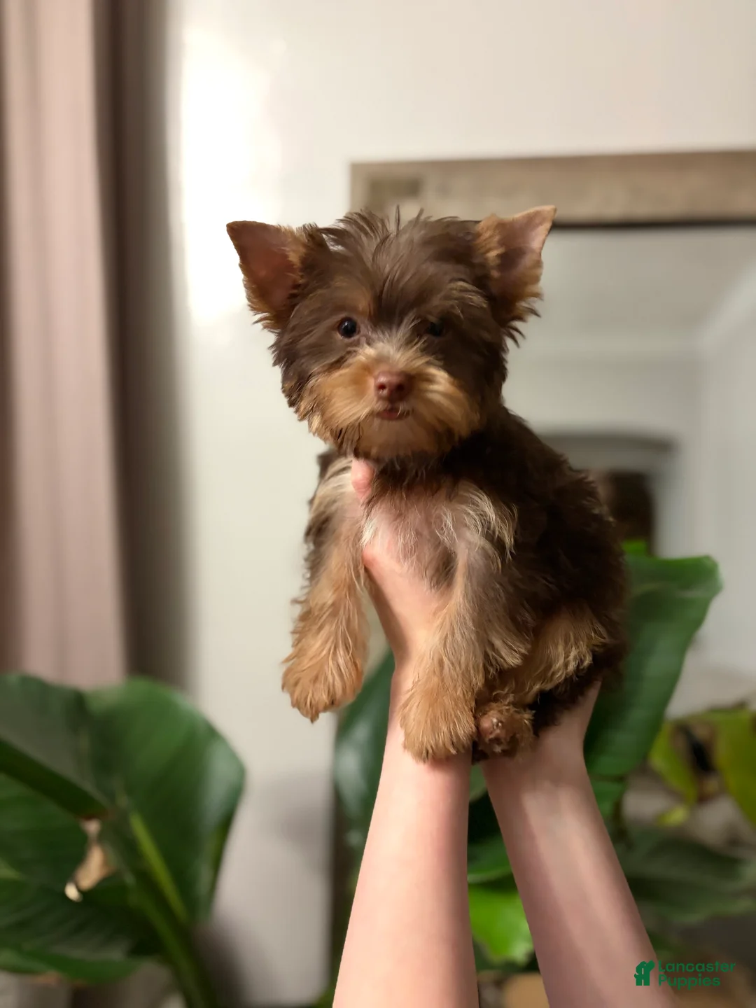 Yorkshire Terrier dogs for sale: Louie AKC Chocolate  - Ad 2