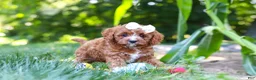Cavapoo dogs for sale: Sky - Ad 13