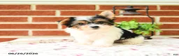 Yorkshire Terrier dogs for sale: Pepper - Ad 5