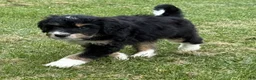 Bernedoodle dogs for sale: Chip - Ad 4