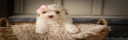 Miniature Poodle dogs for sale: Jett 🐾  - Ad 6