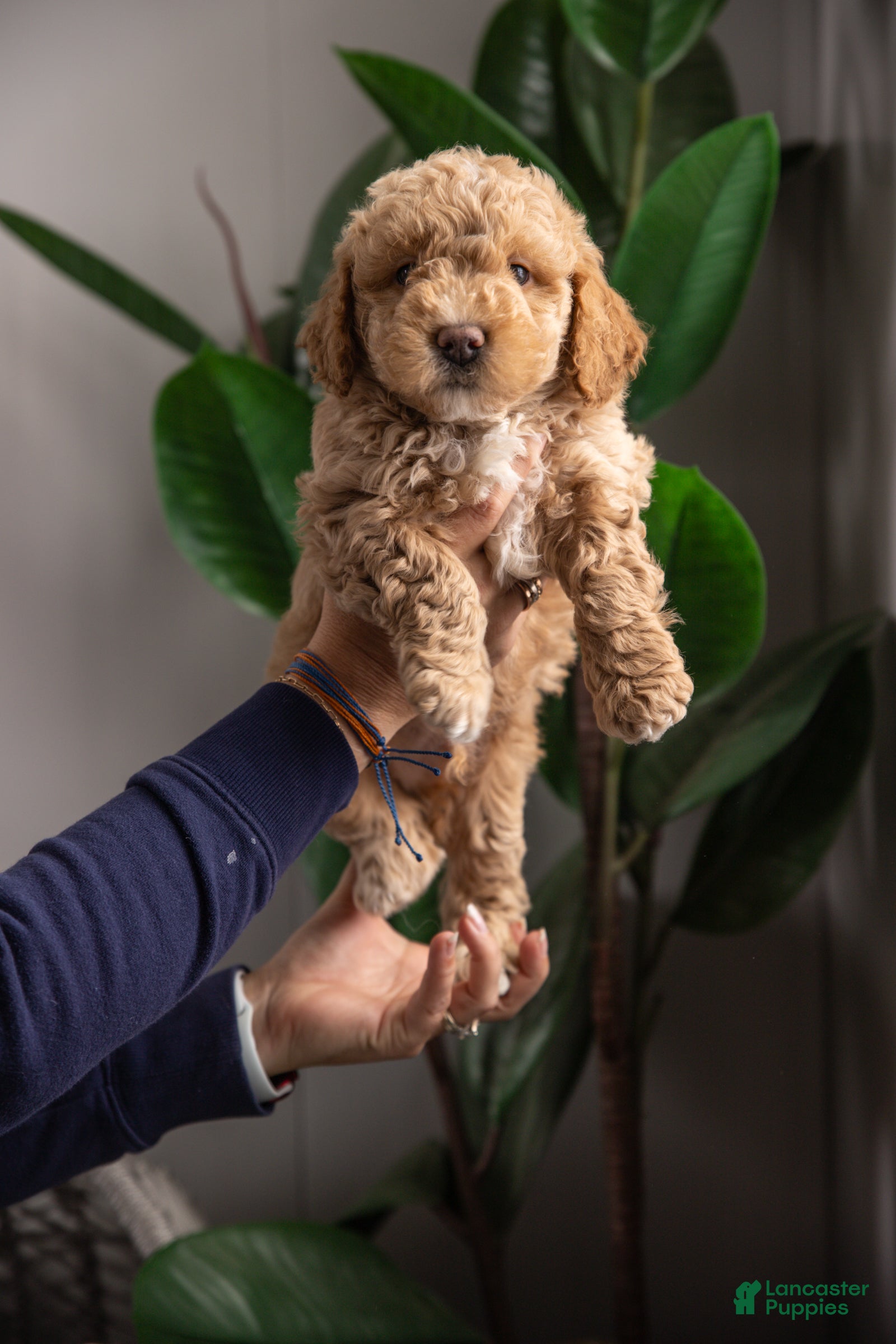 Mixed Breed dogs Seahawk - Ad 1