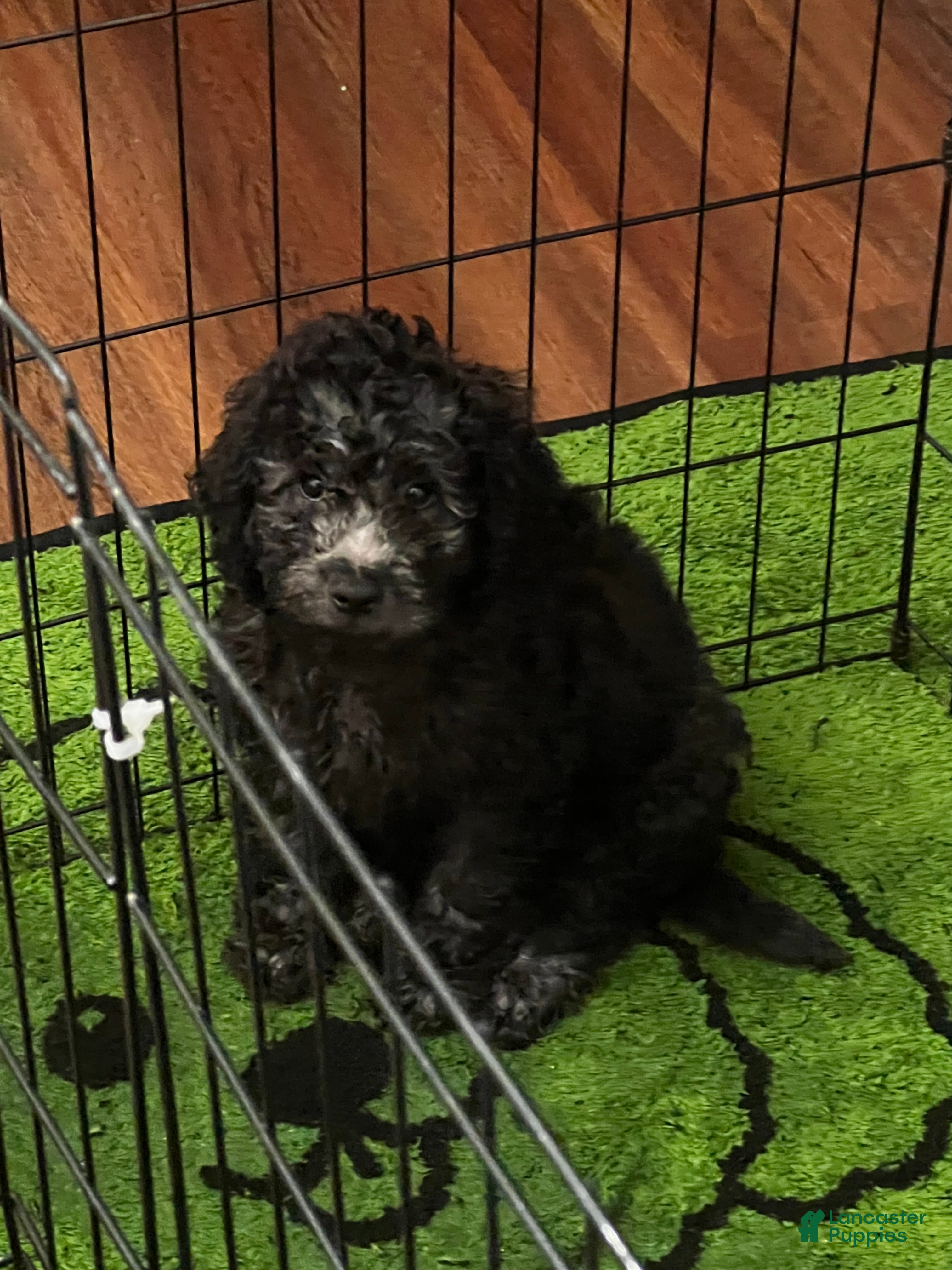 Cockapoo dogs Dwayne - Ad 1