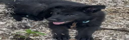 German Shepherd dogs for sale: ÚNICO  - Ad 4