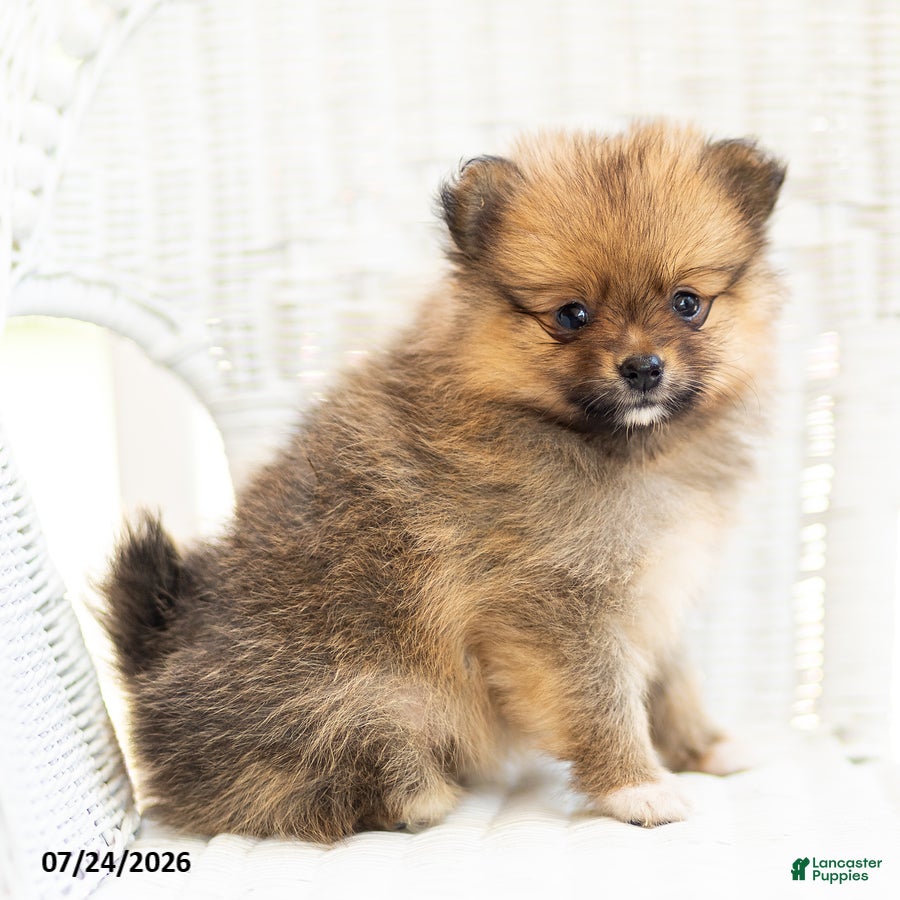 Pomeranian dogs Ashley - Ad 1