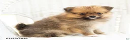 Pomeranian dogs for sale: Ashley - Ad 1