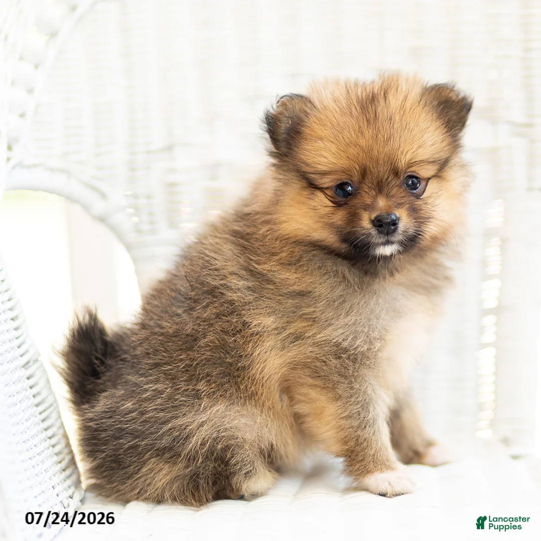 Pomeranian dogs for sale: Ashley - Ad 1