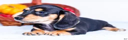 Miniature Dachshund dogs for sale: Nate - Ad 5