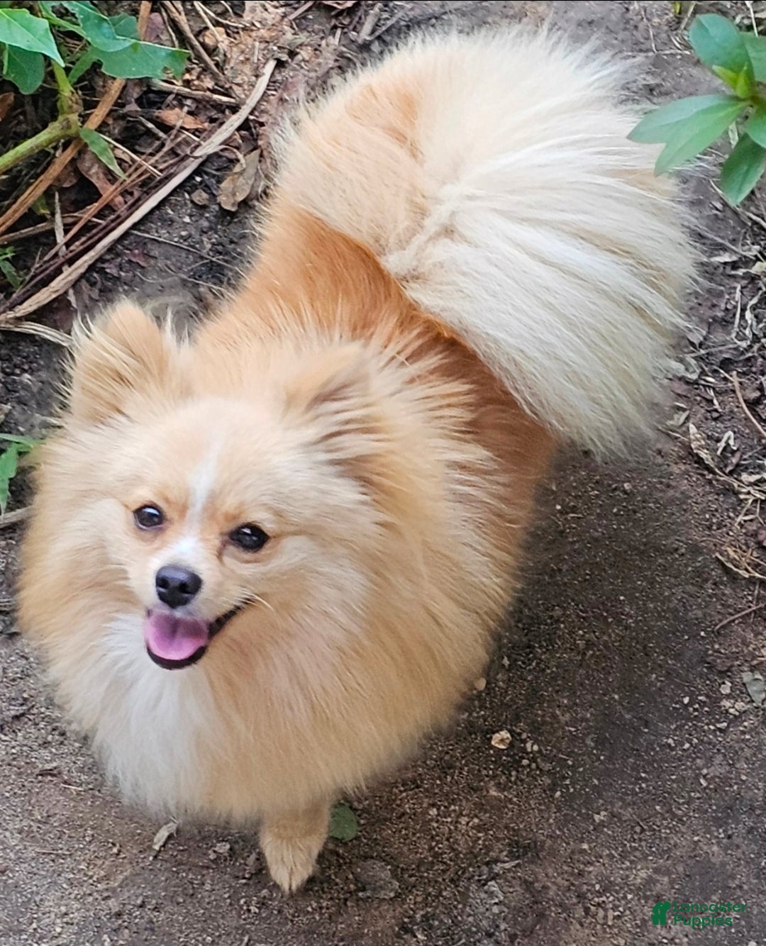 Mixed Breed dogs for sale: Puppy 7 - Ad 3