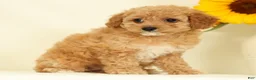Cavapoo dogs for sale: Mindy - Ad 4