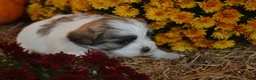 Malshi dogs for sale: Storme - Ad 4