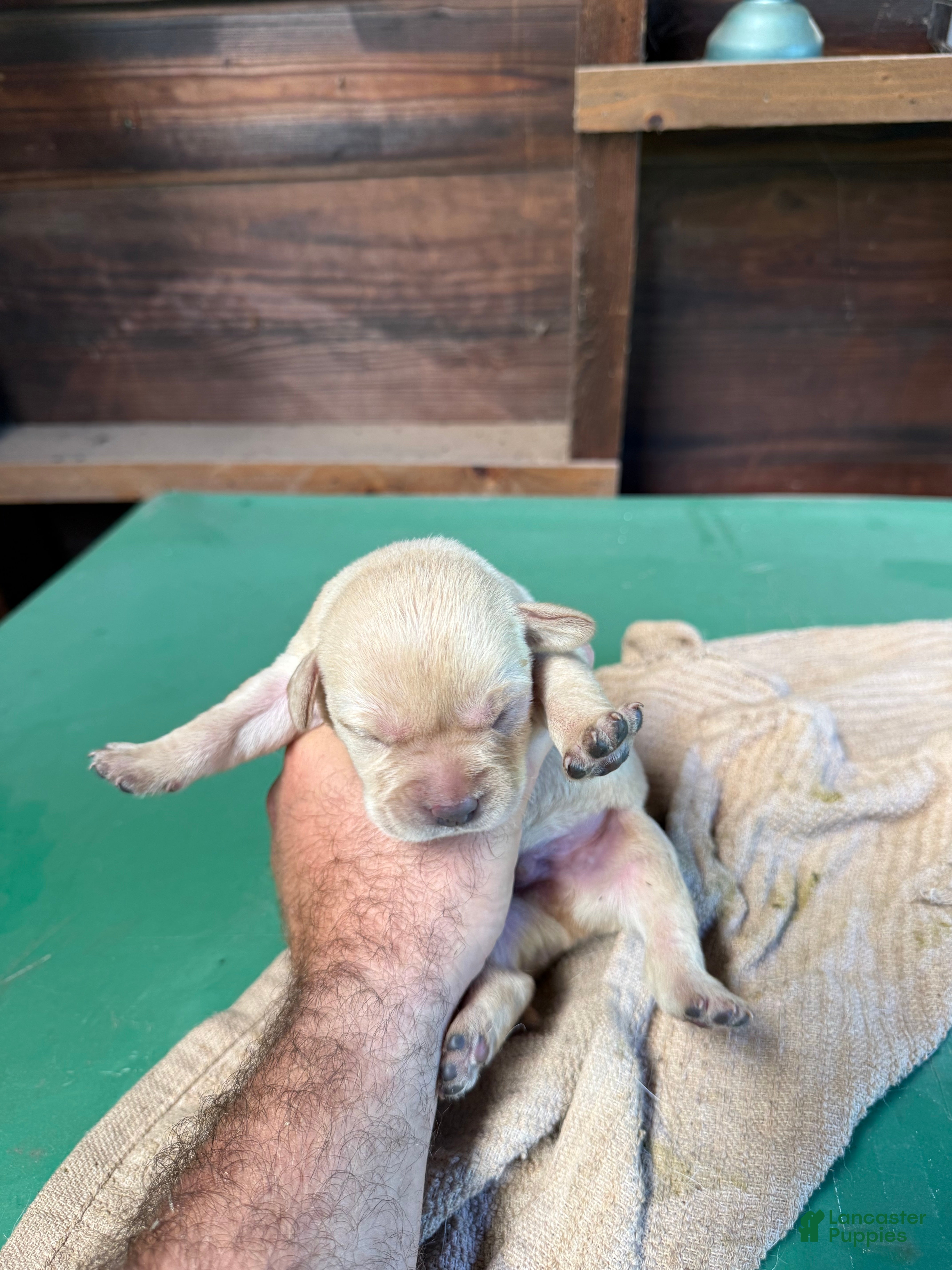 Labrador Retriever dogs Labrador Retriever 4 - Ad 3