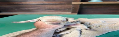 Labrador Retriever 4