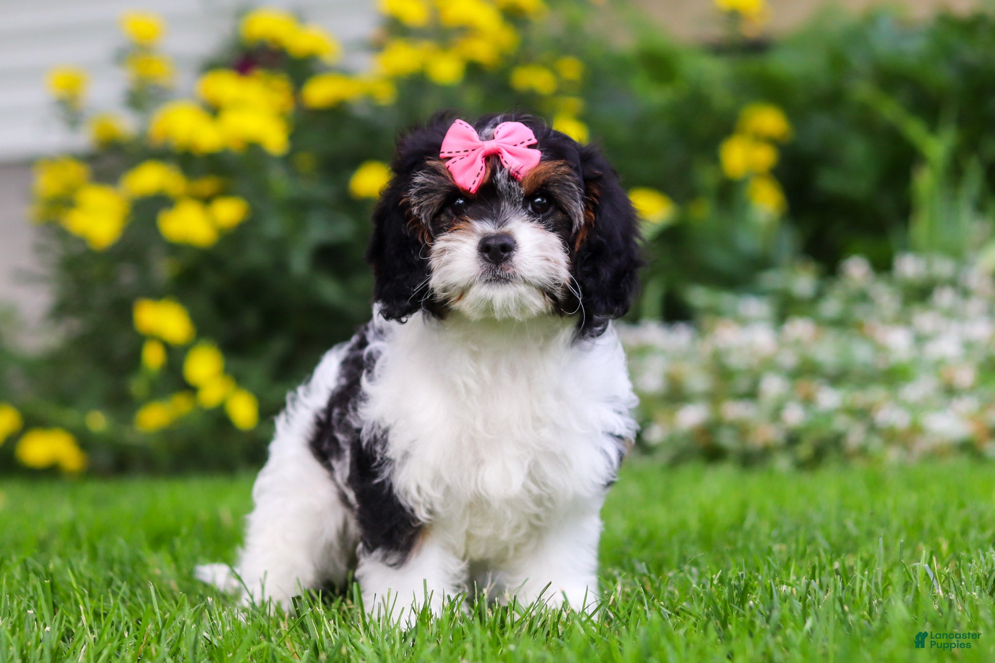 Cavapoo dogs Sunnie - Ad 1