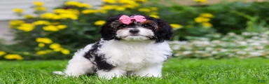 Sunnie