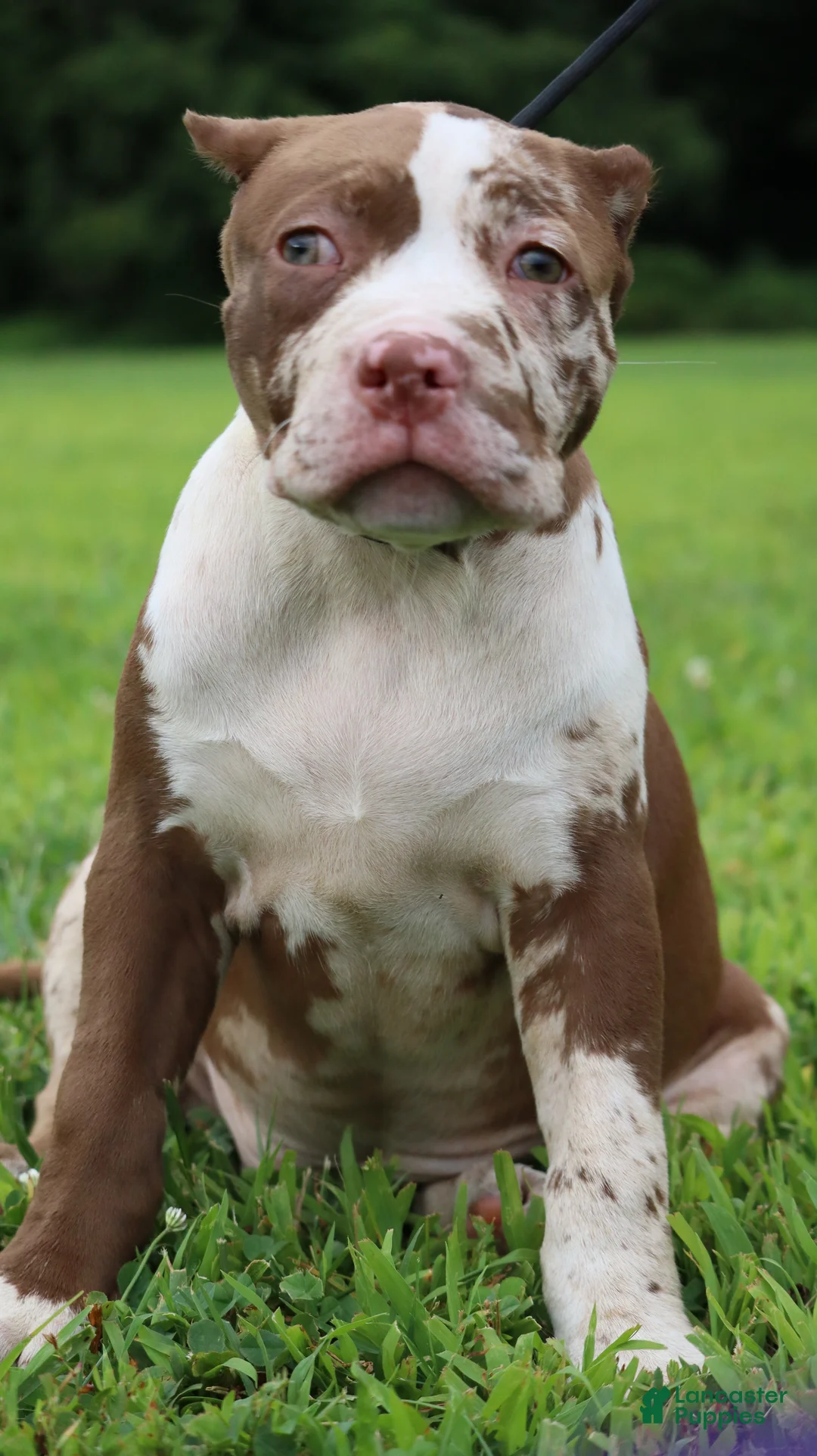 American Bully dogs for sale: Polaris - Ad 2