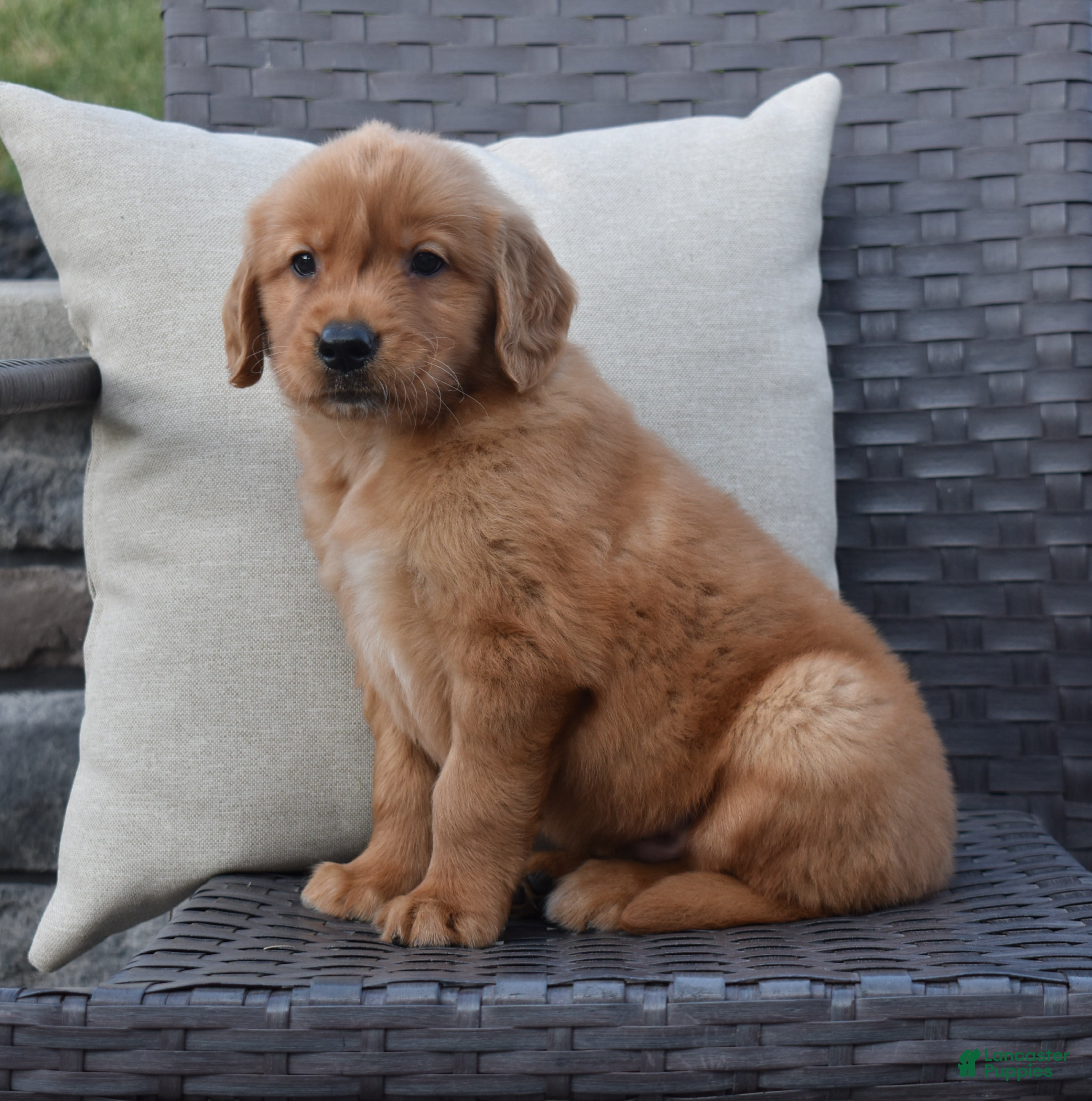 Golden Retriever dogs Zeke - Ad 2