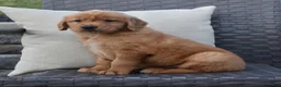 Golden Retriever dogs for sale: Zeke - Ad 2