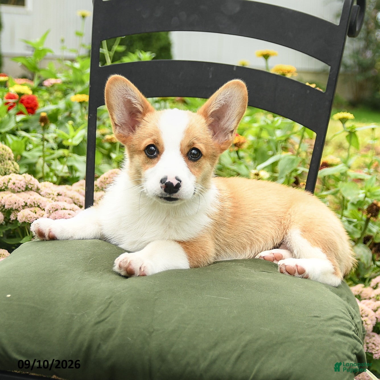 Welsh Corgi Pembroke dogs Kowen - Ad 1