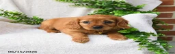 Miniature Golden Retriever dogs for sale: Olivia - Ad 2