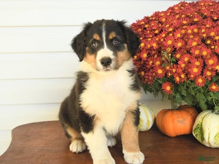 Australian Shepherd dogs - Ad 40