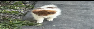 Mixed Breed 3