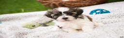 Havanese dogs for sale: Happy - Ad 2
